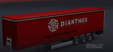 Dianthus-1