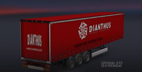 Dianthus-2
